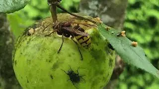 Hornisse und Fliegen im Apfelbaum