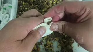 Three Sisters / Singapore Mushroom