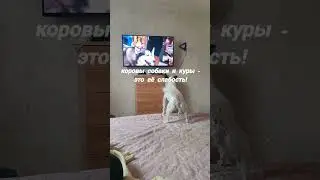 Приключения маленькой собачки Сони. Соня любит смотреть телевизор.