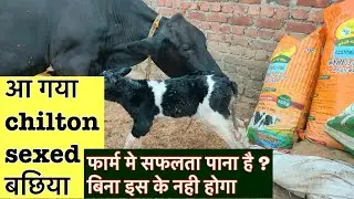 आ गया chilton sexed बछिया Wws chilton calf #wwschiltoncalf#chiltoncalf