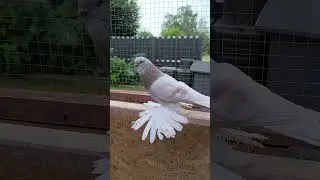 Молодой 2024 года