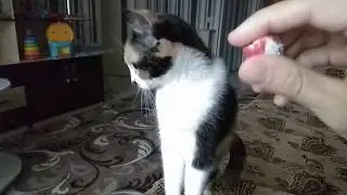 Кошка думает, что она собака :)