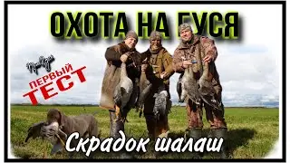 Goose hunting. Goose in the fields. Autumn/Goose hunting in Russia.