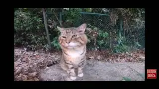кот насок мем