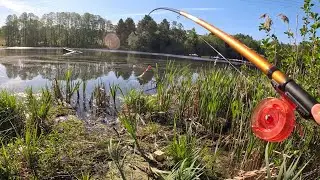 ГЛУБИНА ПО КОЛЕНО А ОНИ КЛЮЮТ. Рыбалка на ЛИНЯ и КАРАСЯ, ловля на поплавок в 2024