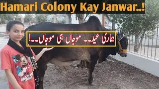 Eid Ul Azha VLOG | Hamari Eid | Qurbani Kay Janwar | Beautiful Qurbani Janwar | Qurbani Ka Janwar