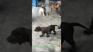 Labrador dog full family || Get together 😍|| #shorts #video || #BTS