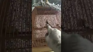 đến mức này luôn á chào mào