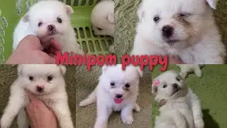 perkembangan anak anjing minipom puppy 1bulan