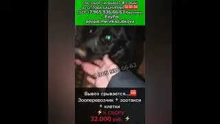 Не можем набрать на вывоз из отлова, КАТАСТРОФА 22 октября! Помогите спасти собак😢СБОР НА ВЫВОЗ