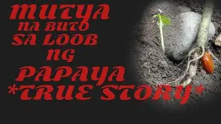 MUTYA NA BUTO SA UGAT NG PAPAYA ( Agimat ) *KWENTONG BERTUD*