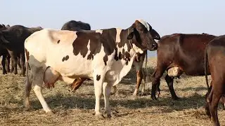 Cow gang Story