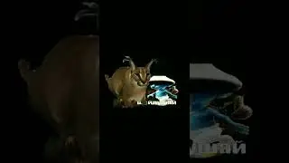 куда идёт шайлушай 3 shorts.