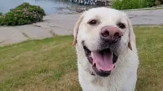 Oxie Maine Fetch