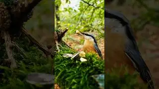 Winged Wonders: Nuthatch Birdlife Unveiled in the Forest Haven 🌳