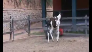 hortência.wmv