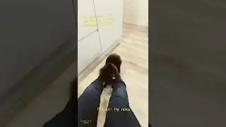 Ничего… просто собака твёркает!