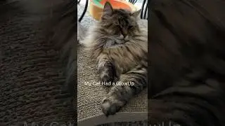 Do Cats Have Glow Ups Too?