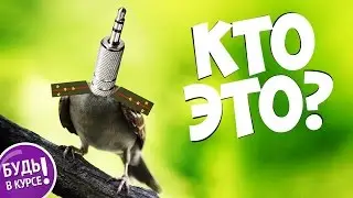 ЗАДАЧИ НА ЛОГИКУ и внимательность, часть 3 🍂 БУДЬ В КУРСЕ TV