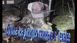 Охота на дикую свинью в Техасе  Rattlesnake Hill Outfitters