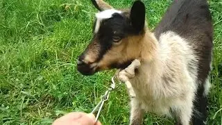 Koza | The Last Little Baby Goat