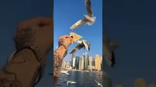 МОРГЕНШТЕРН КОРМИТ ЧАЕК С РУКИ 