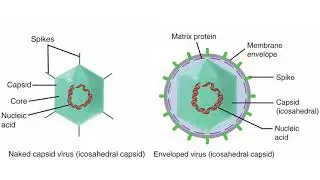 Micro Viruses Complete