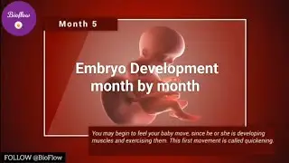 How Babies grow in the womb, Animation in Hindi, जाने पेट में बच्चे का विकास कैसे होता है,Simplified