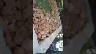 Uruk rumah hari ke 4