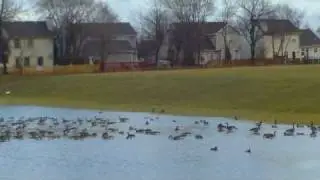 Peaceful Geese