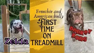 Frenchie and American bully first time on treadmill #doglovers #dog #diy
