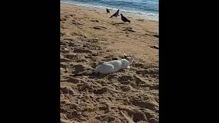 Котета на лов, на плажа в Кавала :)
