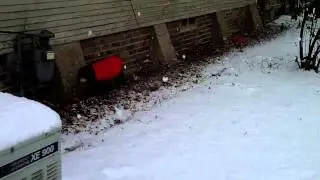 Brandy in snow