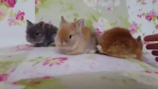 Karzełki Teddy z Miotu A
