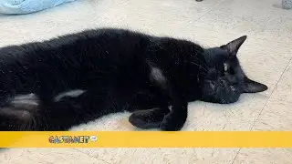 SPCA: Pet of the Week