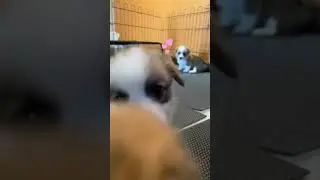 Cute puppies in a hub🥺soo cute they are!😍#shorts❤#short #cutepets #cutedogs #cutepuppies