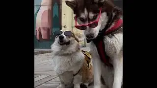 Модники