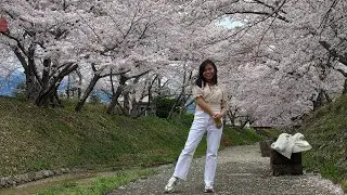 Cherry Bloosom Season||Unlimited food #travelvlog #japan
