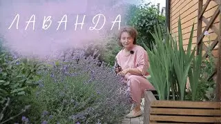 Lavender I Garden of Lyudmila Kudasova
