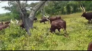 okugamba ente