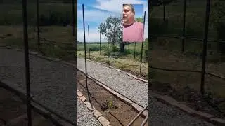 дорожки в винограднике
