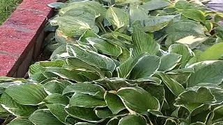 #дизайнсада #hosta  /Хосты с названиями . Десять знаменитых сортов.