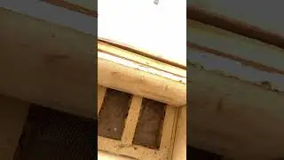 Пчелы зимуют отлично!