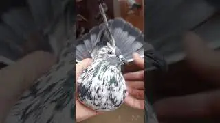 Николаевские голуби.Самара.89370733484