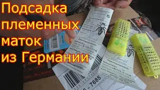 Подсадка племенных маток из Германии