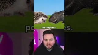 This is how you tell difference between porcupine and hedgehog #facts #shorts #short #fact #animals