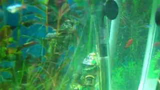 100L tank