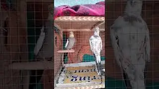 Cockatiel Singing 