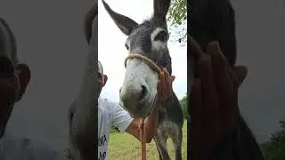 jumentinho lindinha na serra do poço