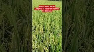 Amazing penampakan Padi Berbiosaka di Lampung#hanikchannel #shorts